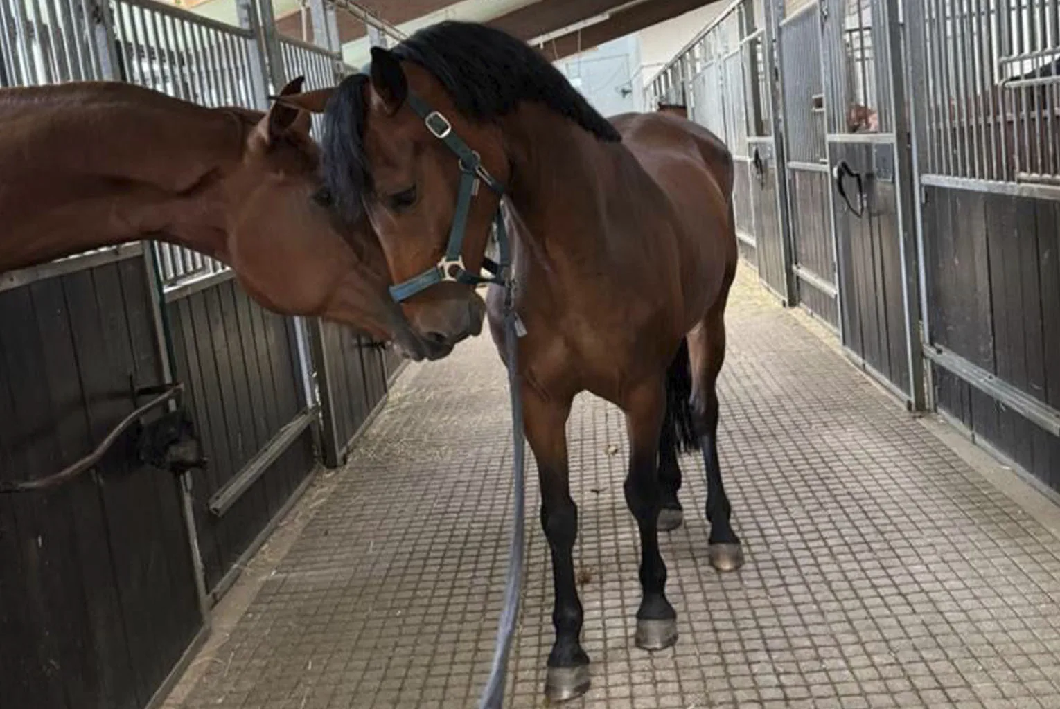 Reitanlage